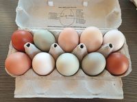 Foto von unseren bunten Eiern